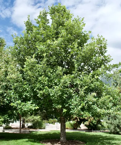 American Dream Oak : 1.5 Inch
