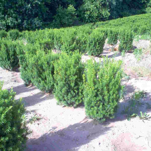 Hicks Yew : 7 Foot