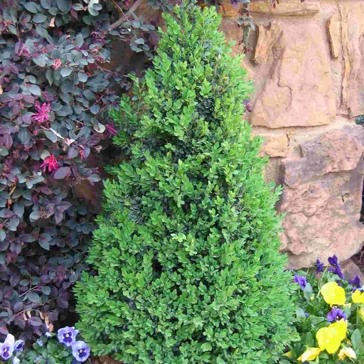 Green Valley Boxwood : 24 Inch