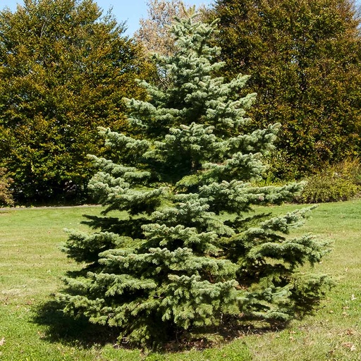 White Spruce : 9 Foot