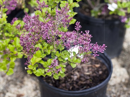 Dwarf Korean Lilac : 3 Gallon