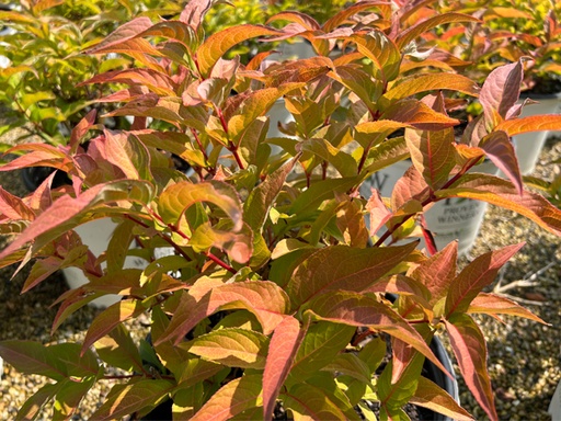 Kodiak ® Honeysuckle Orange : 3 Gallon
