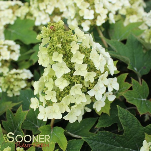 Munchkin Oakleaf Hydrangea : 3 Gallon