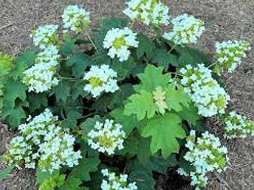 Pee Wee Hydrangea : 3 Gallon