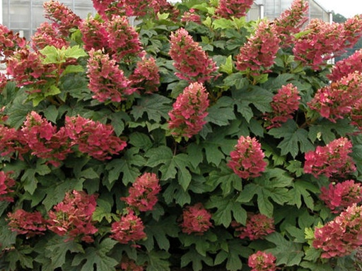 Ruby Slippers Hydrangea : 3 Gallon