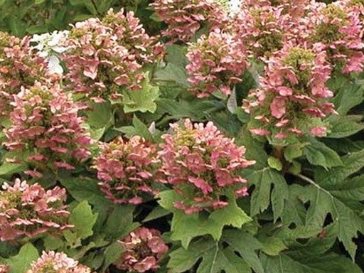 Queen of Heart Hydrangea : 5 Gallon