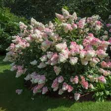 Vanilla Strawberry® Hydrangea : 5 Gallon