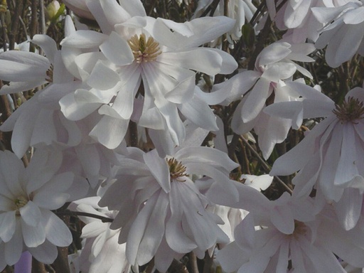 Royal Star Magnolia MS : 6 Foot