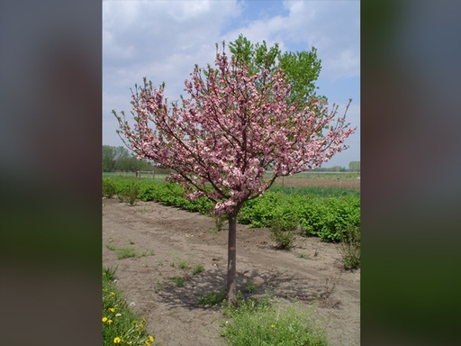 Coralburst Crabapple : 3 Inch