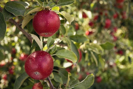 Red Delicious Apple : 2.5 Inch