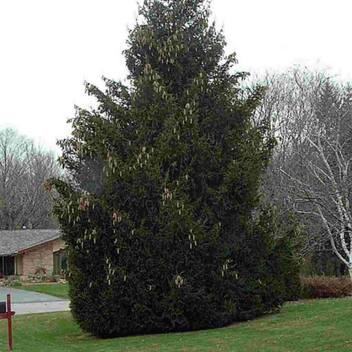 Norway Spruce : 7 Foot
