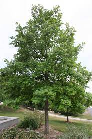 Swamp White Oak : 2.5 Inch
