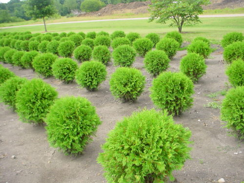 Woodward Globe Arborvitae : 30 Inch