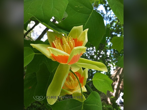 Tulip Tree : 3.5 Inch