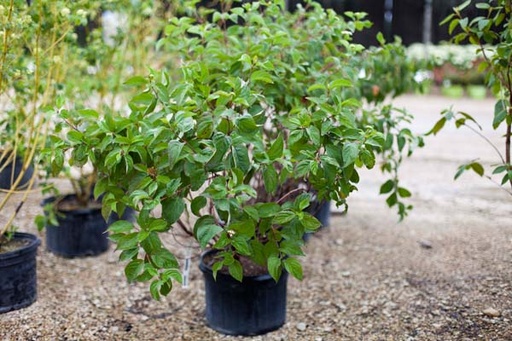 Bergeson Compact Dogwood : 5 Gallon