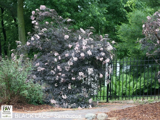 Black Lace® Elderberry : 5 Gallon