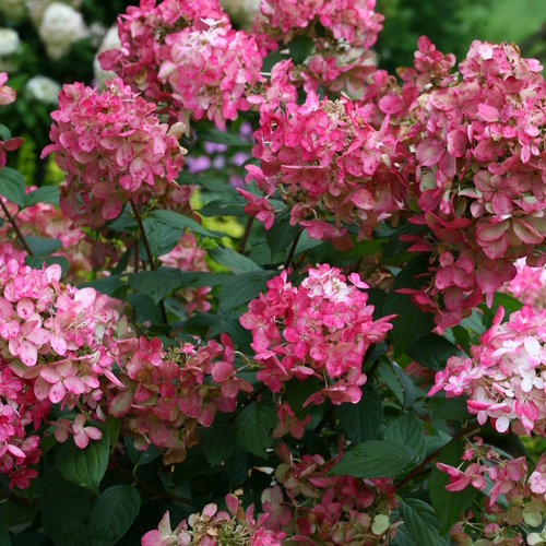 [Fire Light Hydrangea: 5 Gallon] Fire Light ® Hydrangea : 5 Gallon