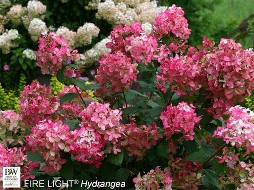 Fire Light Hydrangea ® : 5 Gallon