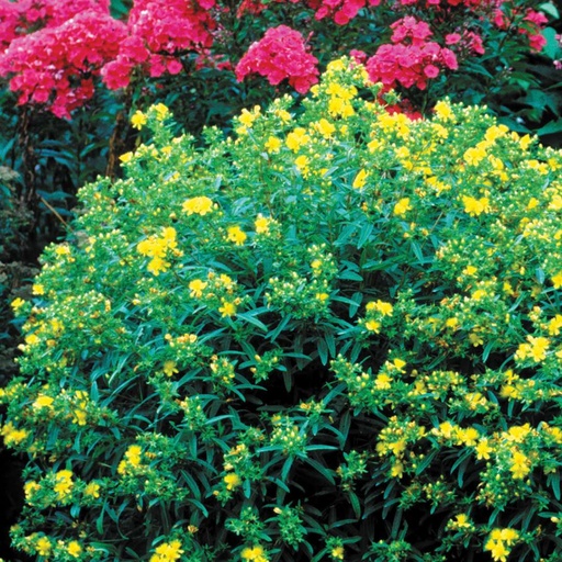 Gemo St Johnswort : 5 Gallon