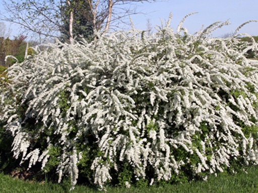 Grefsheim Spirea : 5 Gallon