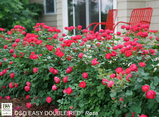 Oso Easy Double Red Rose® : 3 Gallon