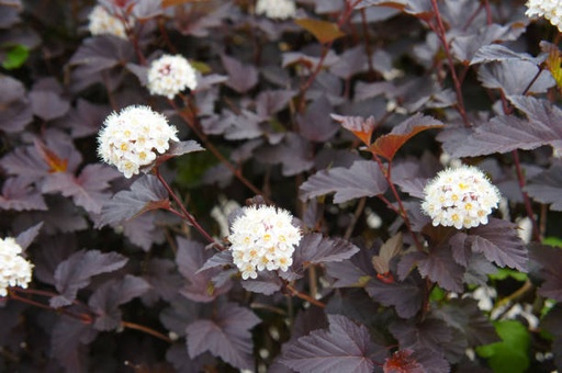 Royalty Ninebark : 5 Gallon