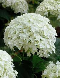 Smooth Hydrangea : 5 Gallon