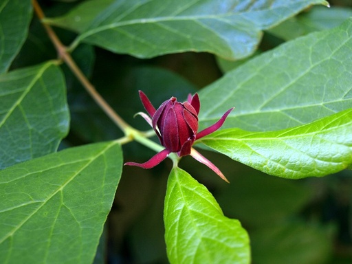 Sweetshrub : 5 Gallon