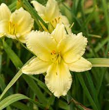 Big Time Happy Daylily : 1 Gallon