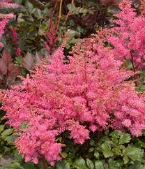 Freya Astilbe : 1 Gallon