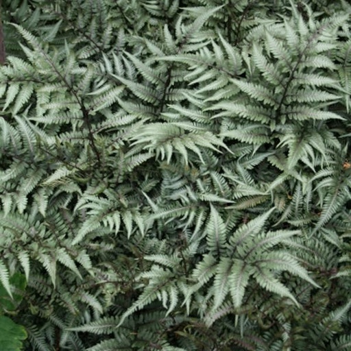 Godzilla Painted Fern : 1 Gallon