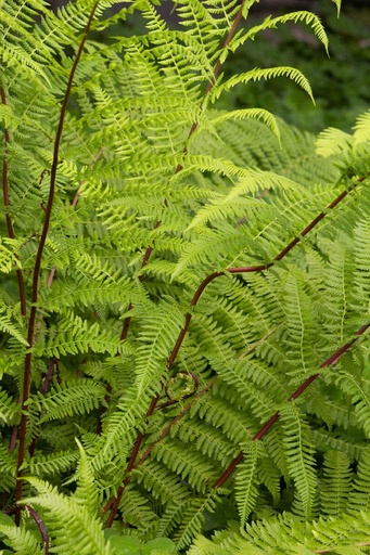 Lady in Red Fern : 1 Gallon