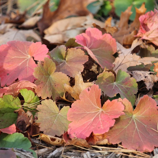 Prairie Alumroot Coral bells : 1 Gallon