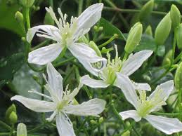 Sweet Autumn Clematis : 2 Gallon
