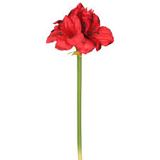 Amaryllis Single Stem - Assorted : 6 Inch Pot