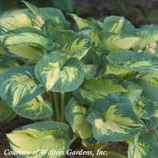 Great Expectations Hosta : 1 Gallon