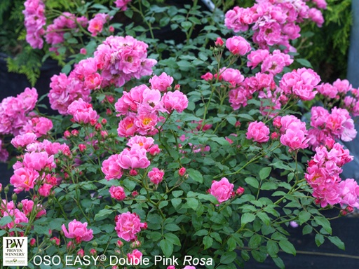 Oso Easy Double Pink Rose ® : 3 Gallon