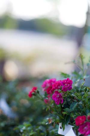 Red Drift®Rose : 3 Gallon