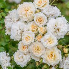 White Drift® Rose : 3 Gallon