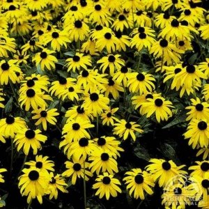 Goldsturm Black-Eyed Susan : 1 Gallon
