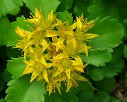 Kamschatka Stonecrop Sedum : 4 Inch Pot