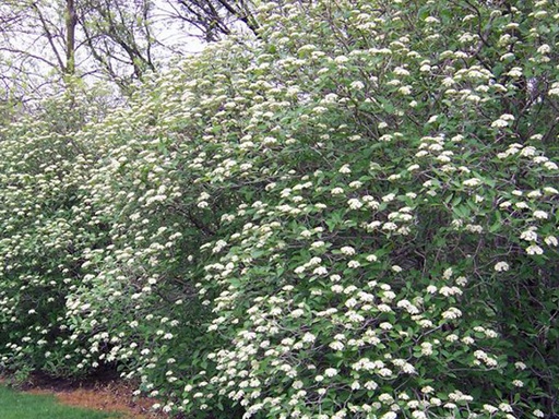 Mohican Wayfaring Tree : 10 Gallon