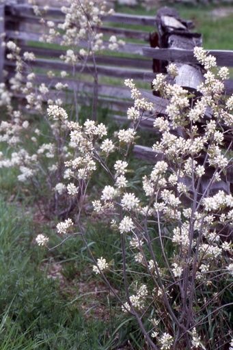Running Serviceberry : 2 Gallon