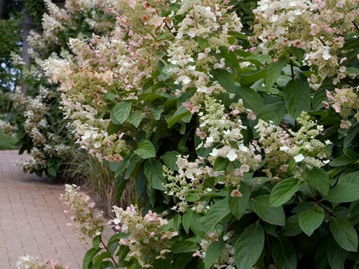 Tardiva Hydrangea : 5 Foot