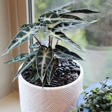 Alocasia Bambino : 6 Inch Pot