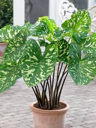 Alocasia Hilo Beauty : 6 Inch Pot