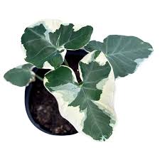 Alocasia Mickey Mouse : 6 Inch Pot