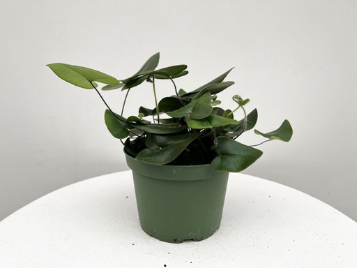 Fern Heart : 4 Inch Pot