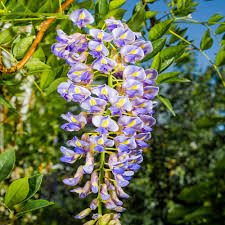 Blue Moon Wisteria : 2 Gallon