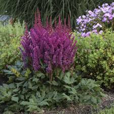 Visions Vulcano Astilbe : 1 Gallon